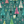 Christmas Trees